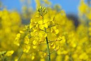 New training resource for organic food industry